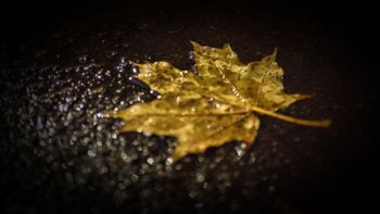 Цвет настроения - Осень (6)